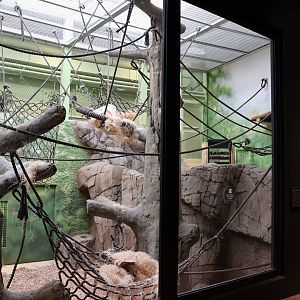 Orang-Utan Haus - Ground floor