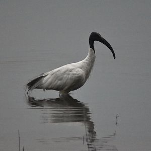 Black-headed Ibis, Nagarahole Tiger Reserve, 22nd November 2024