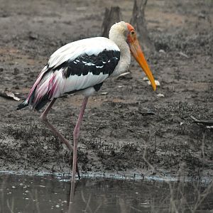 Painted Stork, Nagarahole Tiger Reserve, 22nd November 2024