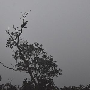 Lesser Fish Eagle, Nagarahole Tiger Reserve, 22nd November 2024