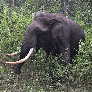 Indian Elephant, Nagarahole Tiger Reserve, 22nd November 2024