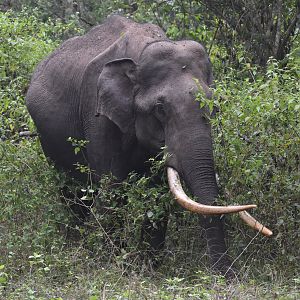 Indian Elephant, Nagarahole Tiger Reserve, 22nd November 2024