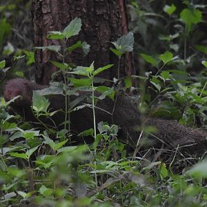 Ruddy Mongoose, Nagarahole Tiger Reserve, 22nd November 2024