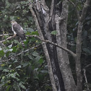 Common Hawk Cuckoo, Nagarahole Tiger Reserve, 22nd November 2024
