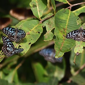 Dark Blue Tigers, Nagarahole Tiger Reserve, 22nd November 2024
