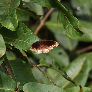 Common Crow, Nagarahole Tiger Reserve, 22nd November 2024