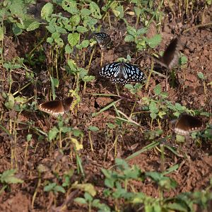 Dark Blue Tigers and Common Crows, Nagarahole Tiger Reserve, 22nd November 2024