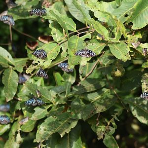 Dark Blue Tigers and Common Crows, Nagarahole Tiger Reserve, 22nd November 2024