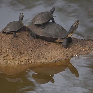 Indian Black Turtles, Nagarahole Tiger Reserve, 22nd November 2024