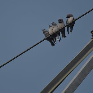 Ashy Woodswallows, Nagarahole Tiger Reserve, 22nd November 2024