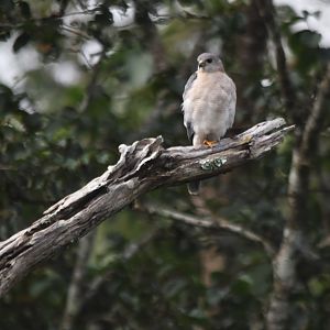 Shikra, Nagarahole Tiger Reserve, 22nd November 2024