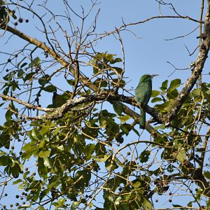 Blue-bearded Bee-eater, Nagarahole Tiger Reserve, 22nd November 2024