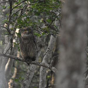 Brown Fish Owl, Nagarahole Tiger Reserve, 22nd November 2024