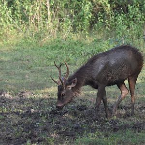 Indian Sambar, Nagarahole Tiger Reserve, 22nd November 2024