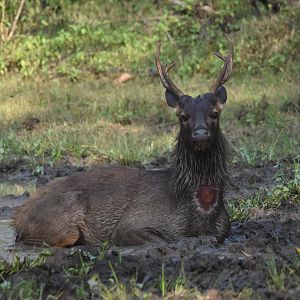 Indian Sambar, Nagarahole Tiger Reserve, 22nd November 2024