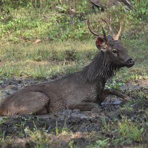 Indian Sambar, Nagarahole Tiger Reserve, 22nd November 2024