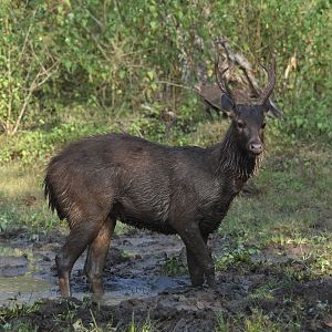 Indian Sambar, Nagarahole Tiger Reserve, 22nd November 2024