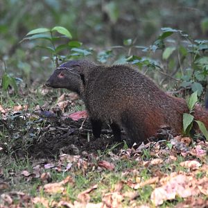 Stripe-necked Mongoose, Nagarahole Tiger Reserve, 22nd November 2024