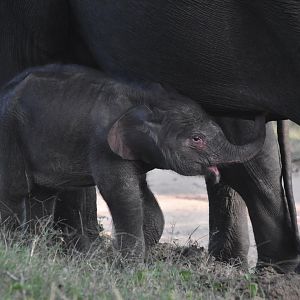Indian Elephant, Nagarahole Tiger Reserve, 22nd November 2024