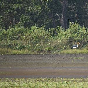 Lesser Adjutant, Nagarahole Tiger Reserve, 23rd November 2024