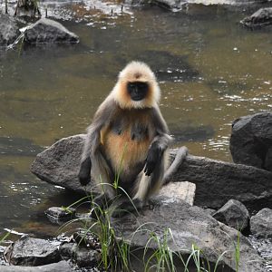 Travancore Black-footed Grey Langur, Nagarahole Tiger Reserve, 23rd November 2024