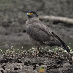 Crested Serpent Eagle, Nagarahole Tiger Reserve, 23rd November 2024