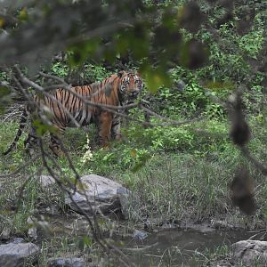 Bengal Tiger, Nagarahole Tiger Reserve, 23rd November 2024