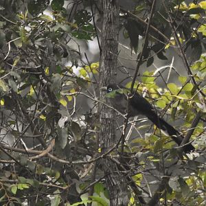 Blue-faced Malkoha, Nagarahole Tiger Reserve, 23rd November 2024