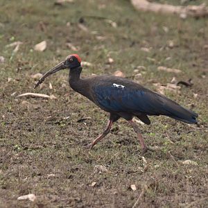 Red-naped Ibis, Nagarahole Tiger Reserve, 23rd November 2024