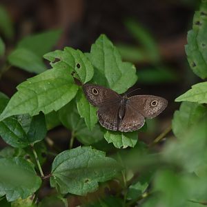 Common Four-ring, Kabini River Lodge, 23rd November 2024