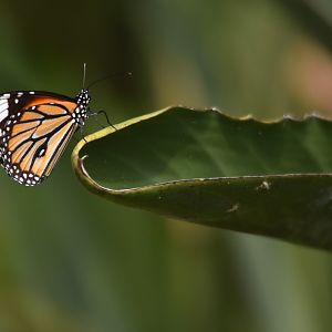 Common Tiger, Kabini River Lodge, 23rd November 2024