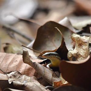 Keeled Grass Skink, Kabini River Lodge, 23rd November 2024