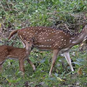 Axis Deer (Chital) and Fawn, Nagarahole Tiger Reserve, 23rd November 2024