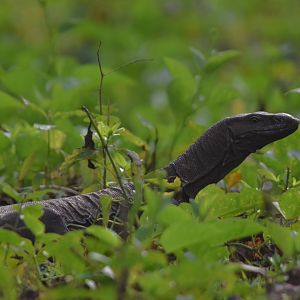 Bengal Monitor, Nagarahole Tiger Reserve, 23rd November 2024