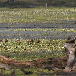 Lesser Whistling Ducks, Nagarahole Tiger Reserve, 23rd November 2024