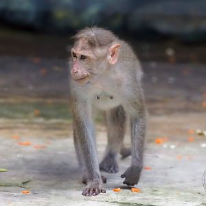 Bonnet Macaque (Macaca radiata)