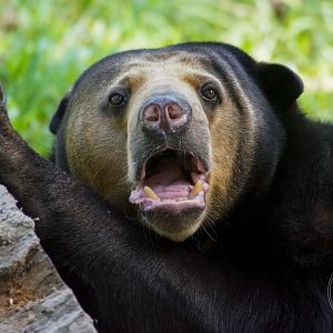 Sun Bear (Helarctos malayanus)