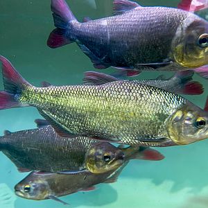 Red-tailed Dourada (Brycon moorei "sunusi" 'Colombia')
