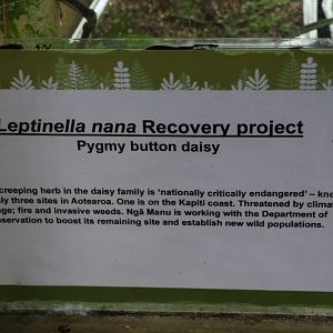 Signage for Leptinella nana