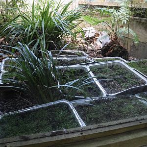 Nursery for Leptinella nana