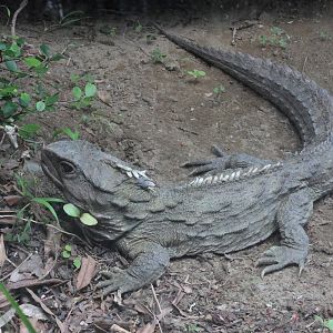 Tuatara