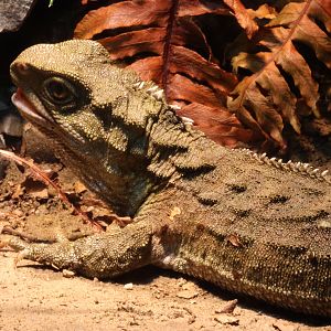 Tuatara