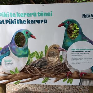 New signage for wild Kererū