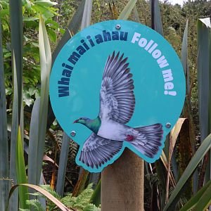 New signage for wild Kererū
