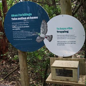 New signage for wild Kererū