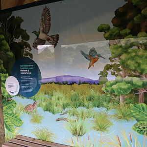 New signage for wild Kererū