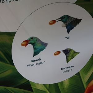 New signage for wild Kererū