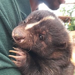 Striped Skunk