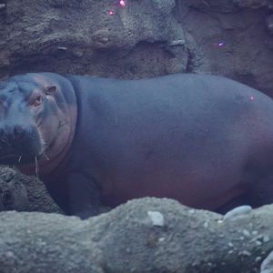 Fiona the Hippo
