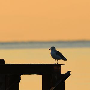 Vega Gull - Kasai Rinkai Seaside Park